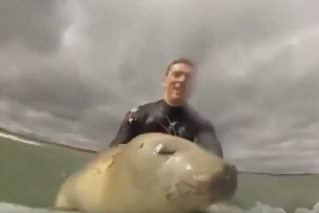 BABY SEAL JOINS SURFER FOR A RIDE