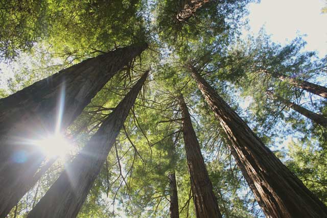 Say What? Global Warming = Faster Growing, Bigger Trees In BC