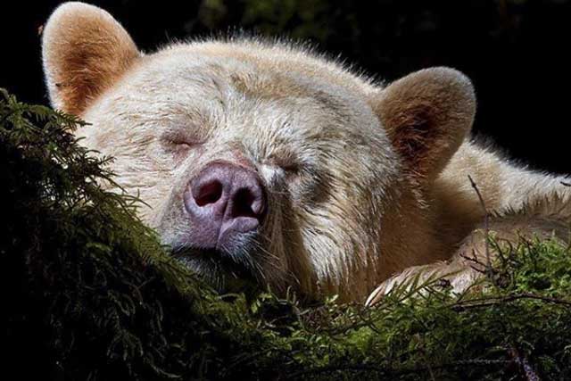 Breathtaking: Great Bear Rainforest Wildlife