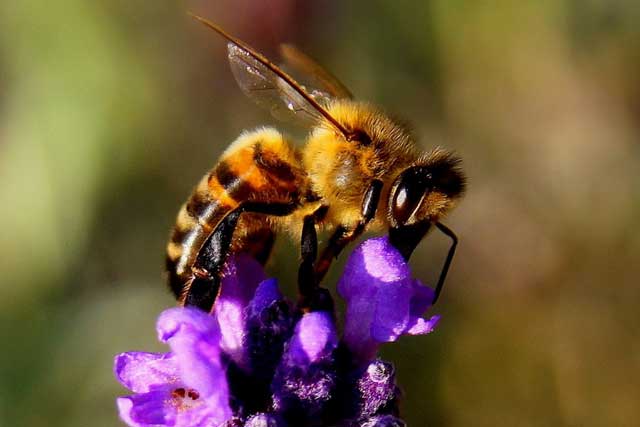 Pollinators Vital To World’s Food Supply Are Dying