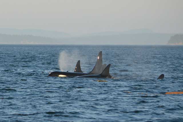 SHIP NOISE TO BLAME FOR ORCA DECLINE?