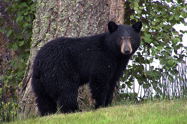 Bear Cub-Saving Conservation Officer Moves On
