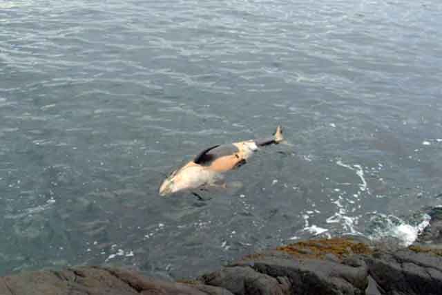 2 Dead Orcas: Both Part Of Endangered Southern Resident Population