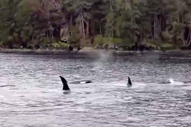 J-pod Orca Sighting Video (& What A Truly Amazing Sight It Was!)