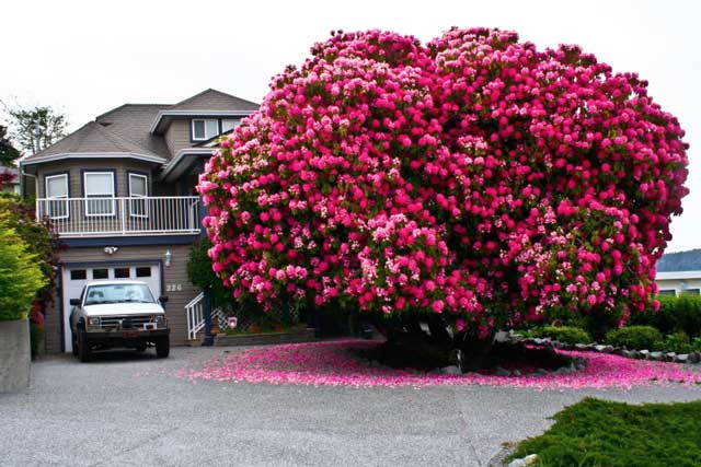 Amazing 100+ Year Old Ladysmith Rhododendron Is Internet Famous