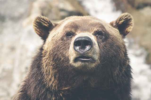 Game On: BC Grizzly Hunt In Full Swing