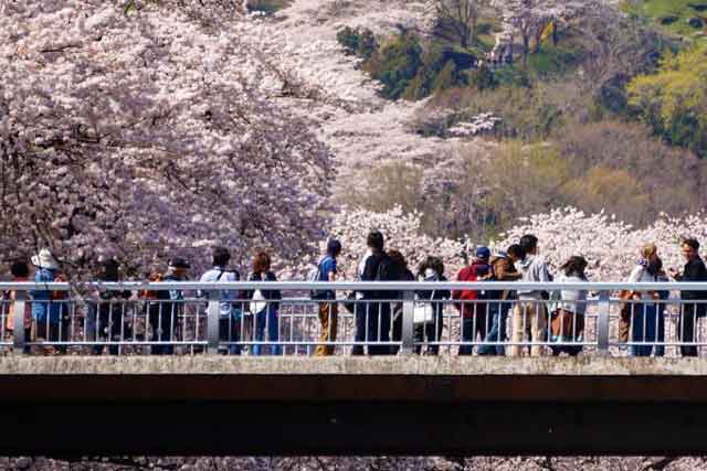 Full Bloom: Cherry Blossoms Around The World