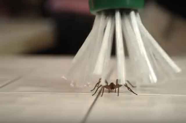 The Internet Is Going Crazy Over This Spider Catcher