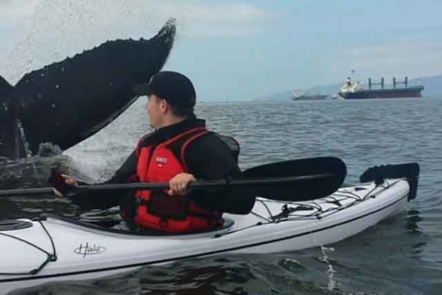 Kayaker’s Insanely Close Encounter With Humpback Whale