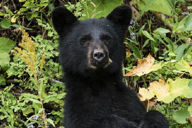 Bear Spotted Near Elementary School