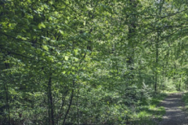 Man Tries To Drag Girl Into Woods